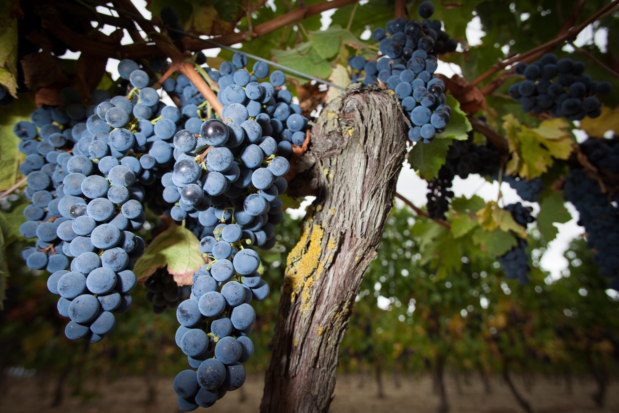 Stéphanie et Marc Pagès 11290 MONTRÉAL